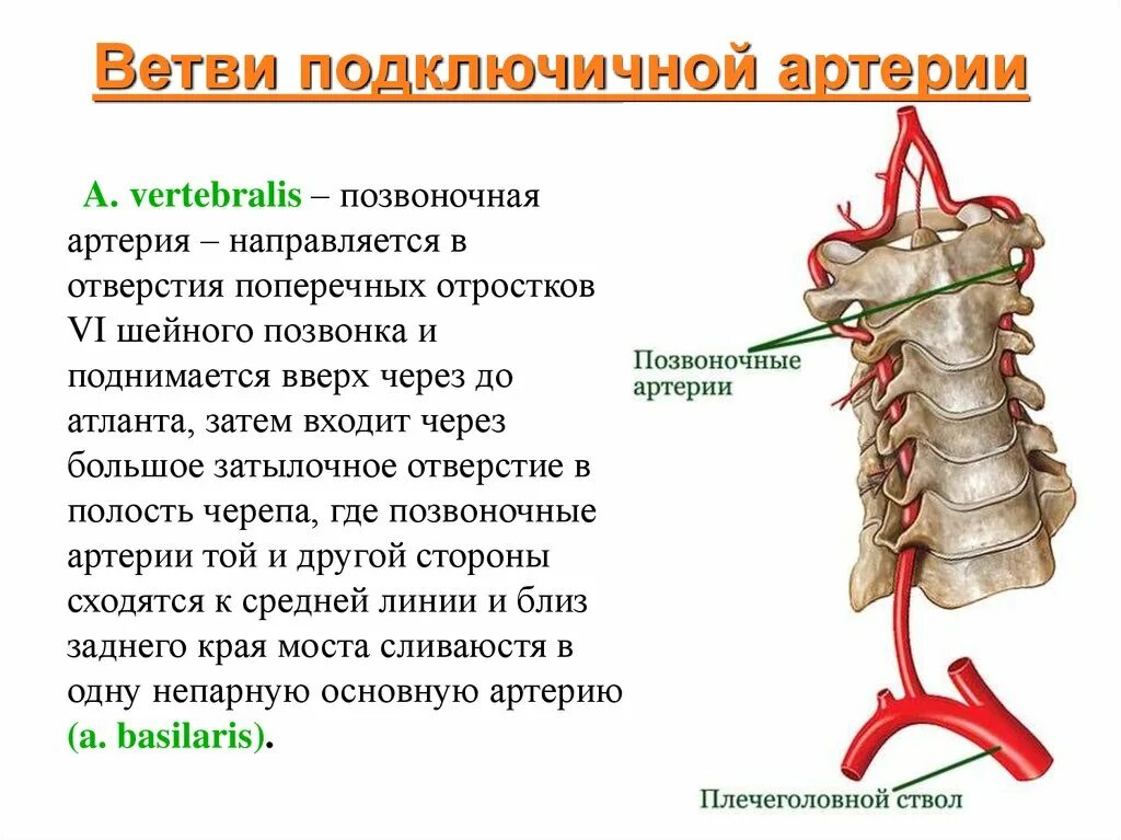 Артерия vertebralis. Части позвоночной артерии анатомия. Arteria vertebralis анатомия. Позвоночная артерия анатомия ветви.