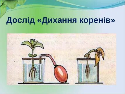 Опыты дыхание