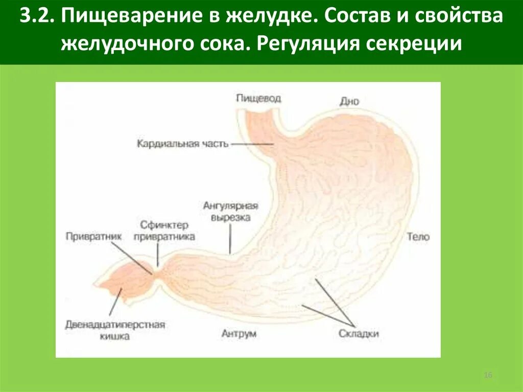 Желудочный сок физиология пищеварения. Пищеварение в желудке состав желудочного сока. Физиология пищеварения презентация. Строение желудочного сока.