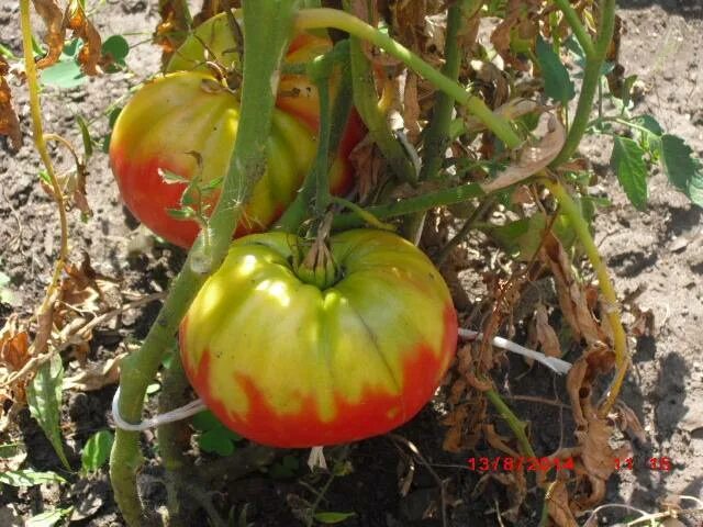 Почему помидоры краснеют. Томаты не краснеют. Помидоры краснеют. Томаты с желтым пятном у плодоножки. Поспевающий помидор.
