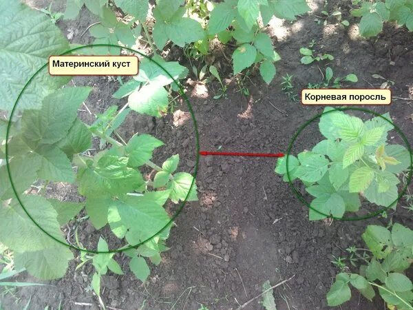 Почему кусты малины дают много поросли? Аргументы и Факты