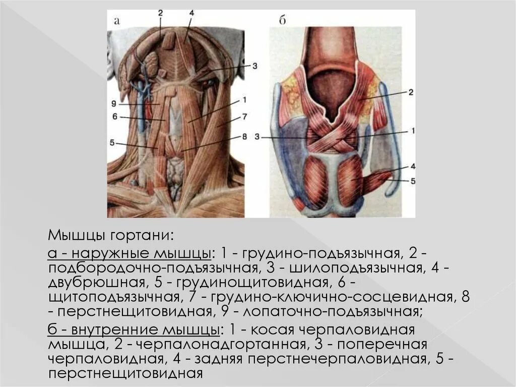 Гортань впр. Наружные мышцы гортани функции. Мышцы гортани схема анатомия. Наружные мышцы гортани анатомия. Мышцы гортани анатомия Сапин.