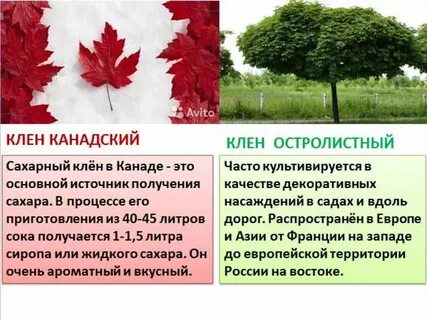 Сколько растет клен