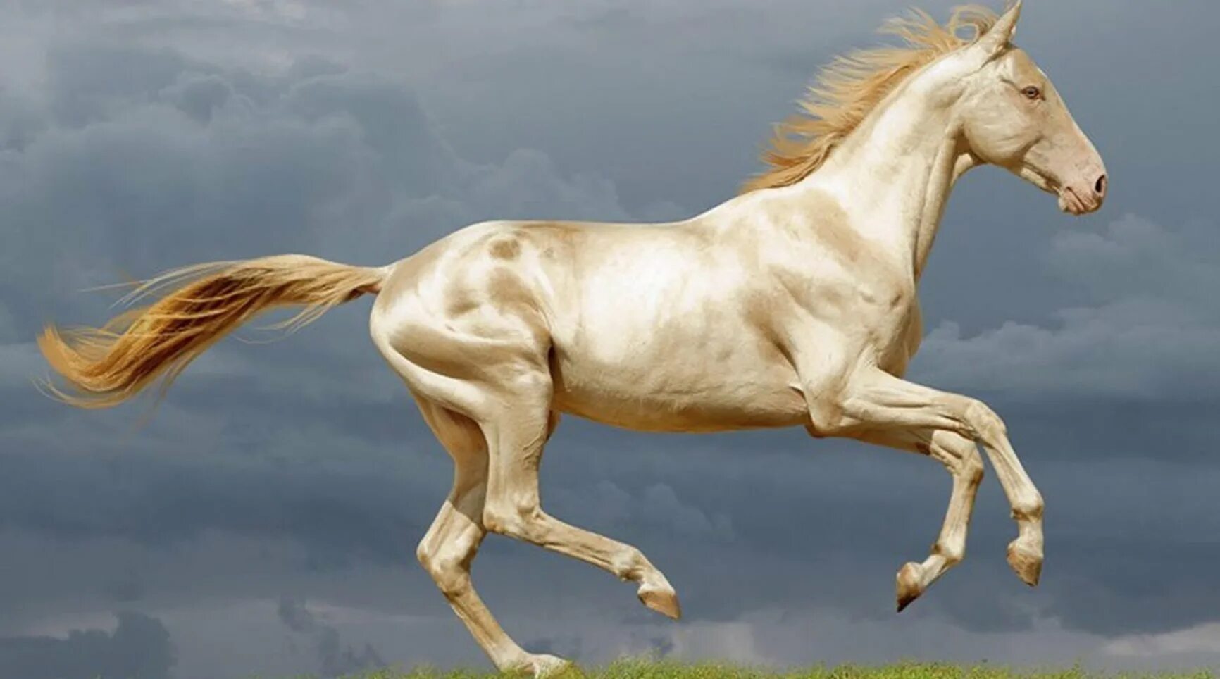 Золотистая масть. Ахалтекинская Изабелловая. Изабелловая Ахалтекинская лошадь. Akhal-Teke лошади. Золотой скакун - ахалтекинец.