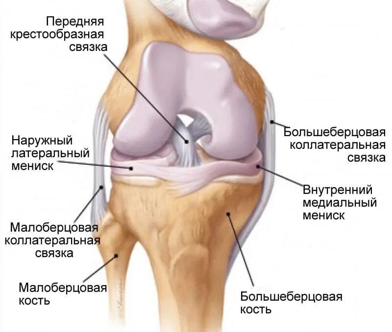 Связи коленного сустава