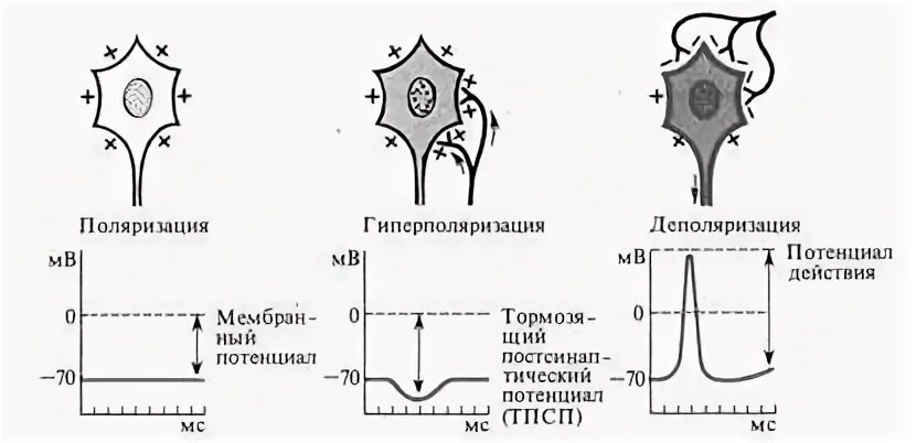 Гиперполяризация мембраны это в физиологии. Гиперполяризация мембраны нервной клетки. График мембранного потенциала нервной клетки. Деполяризация мембраны это в физиологии. Деполяризация мембраны клетки