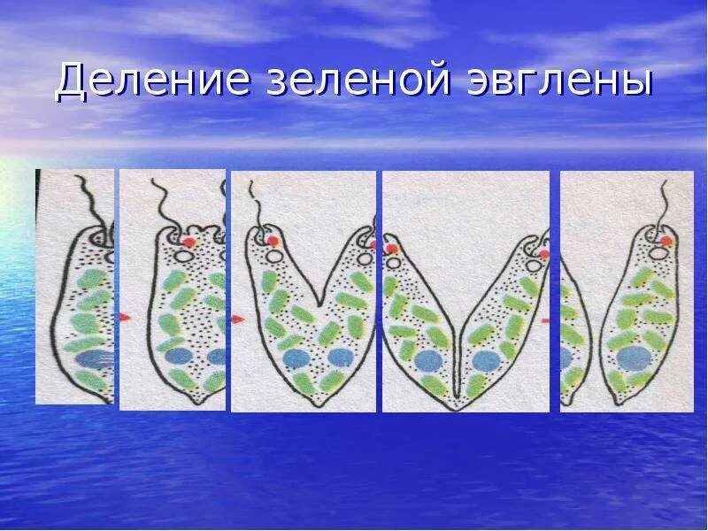 Как размножается эвглена