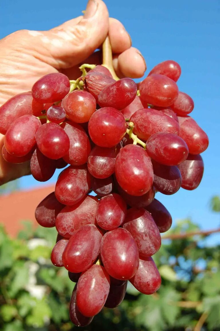 виноград сорт кш афродита. виноград богема описание отзывы. виноград мальва. виноград богема зимостойкость. виноград богема зимостойкость.