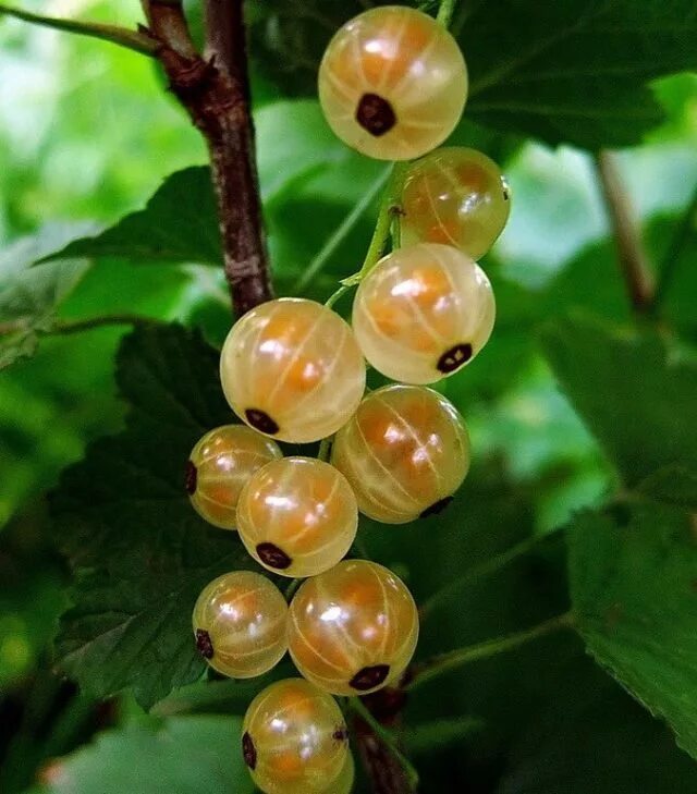 Смородина маньчжурская. Смородина дашковская. Смородина стрелец описание. Сорта смородины для подмосковья устойчивые. Сорта смородины для подмосковья устойчивые.