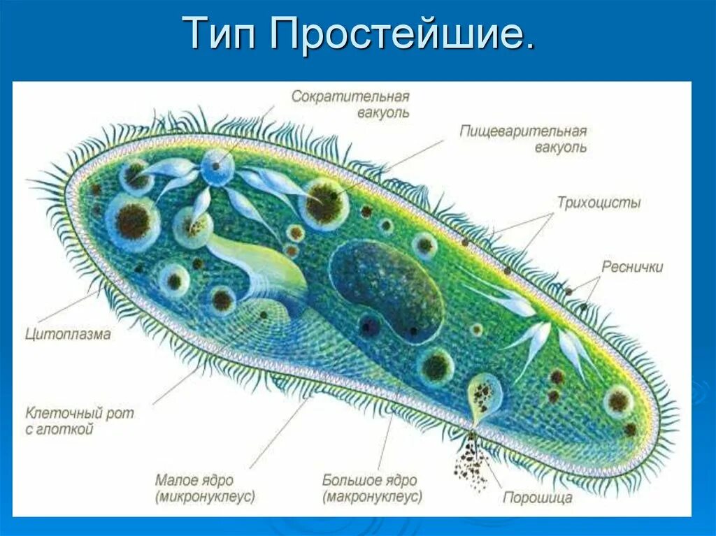 Кто был после простейших