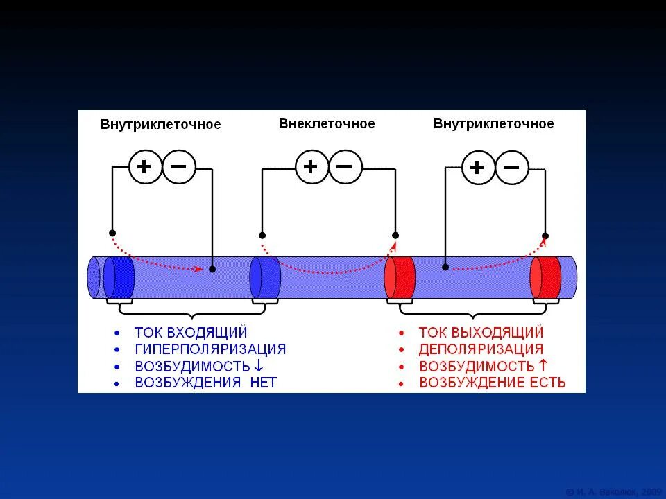 Действие электрического тока на ткани. Механизмы действия постоянного тока на возбудимые ткани. Законы раздражения при действии постоянного тока на возбудимые ткани. Закон действия постоянного тока. Действие постоянного электрического тока на ткани.