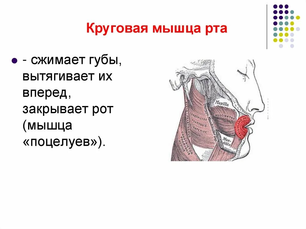 Мышцы рта функции. Мышцы рта функции