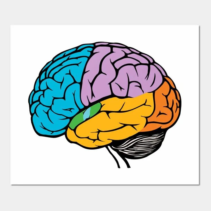 The brain 7. The brain 7