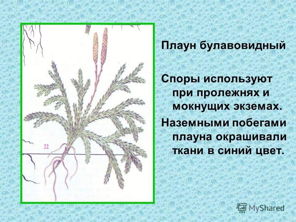 Ткани плаунов