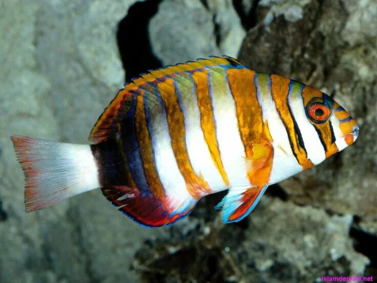 A Harlequin tusk's diet consists primarily of worms, crustaceans, mollusks and o