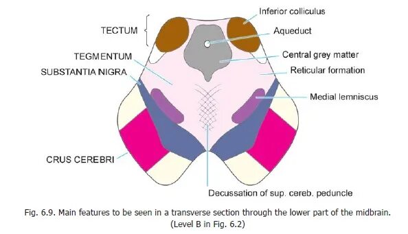 Colliculus superior. Colliculus inferior. colliculus facialis. medial lemniscus.