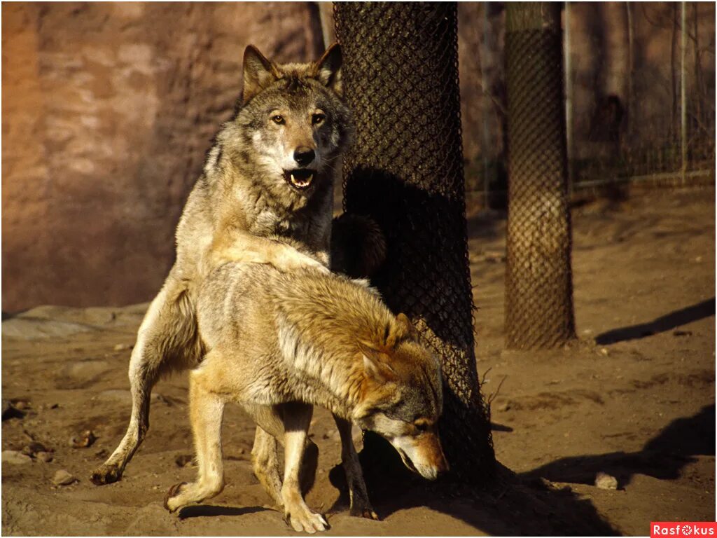 Волчьи инстинкты. Волчьи инстинкты. Инстинкты волка. Добрый волк. Сибирский волк.