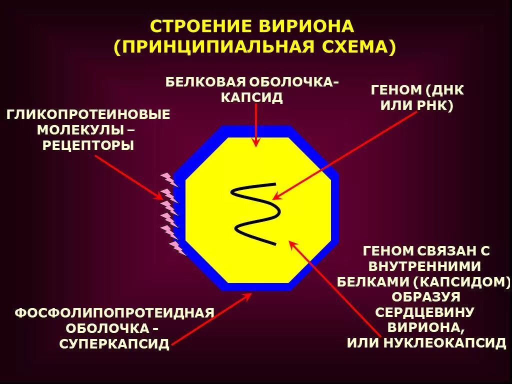 Структура вириона вируса. Схема строения вируса (вириона). Строение вируса Вирион геном капсид. Строение вирусной частицы схема. 3 строение вируса