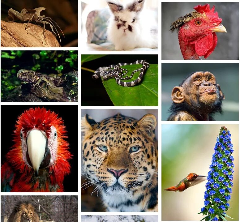 Особенности многообразие животных. Разнообразие животных. Разнообразный животный мир. Разнообразие. Многообразие зверей.