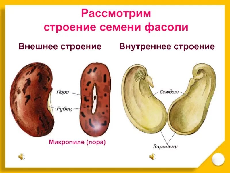 Семя внешнее и внутреннее строение. Семена внешнее и внутреннее строение. Внешнее и внутреннее строение семени фасоли. Внешнее строение семени фасоли 6 класс. Набухшие семена фасоли схема.