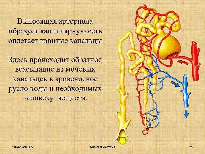Выносящая артериола почки. Строение нефрона. Строение нефрона выносящая артериола. Приносящие артериолы почек.