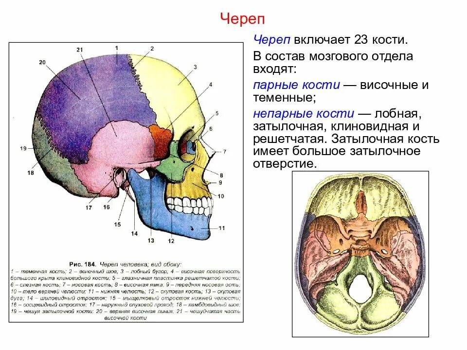 Череп входит в состав. Кости мозгового отдела черепа. кости мозгового черепа анатомия таблица. строение мозгового отдела черепа. кости мозгового черепа человека анатомия.