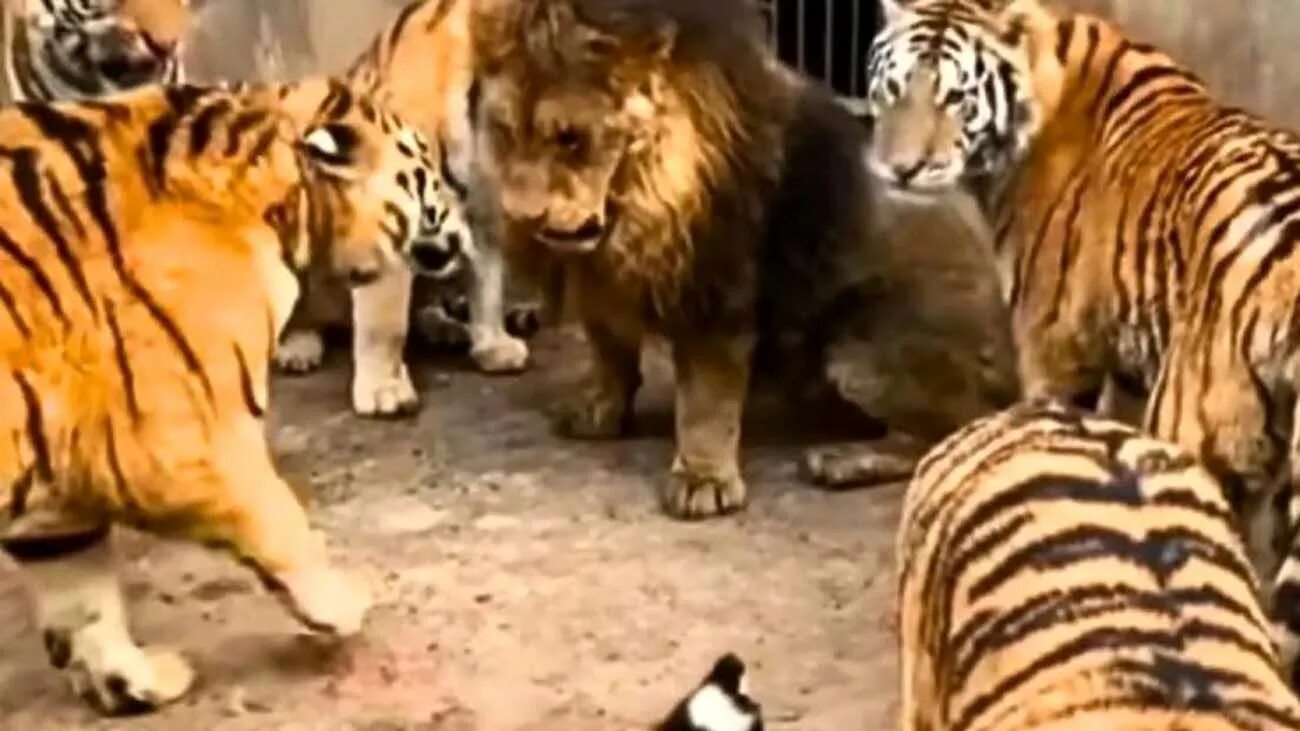Видео тигров видео видео тигров против. Лев против тигра. Лев и тигр битва. Барбарийский Лев против тигра.