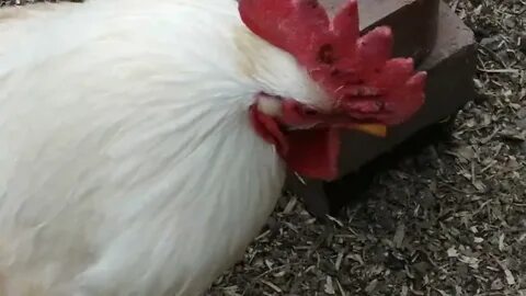 Петух клюет курицу что делать