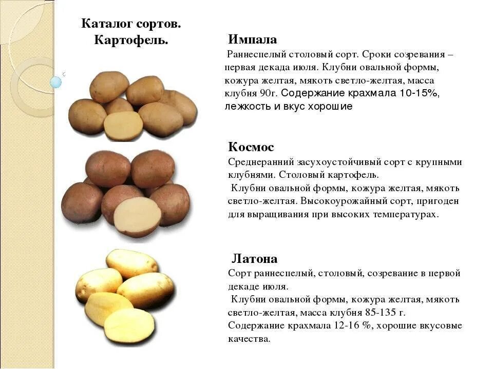 Картошка сорт Импала характеристика сорта. Сорт Импала картофель характеристика. Сорта картофеля Импала семенной. Сорт Импала картофель характеристика фото.