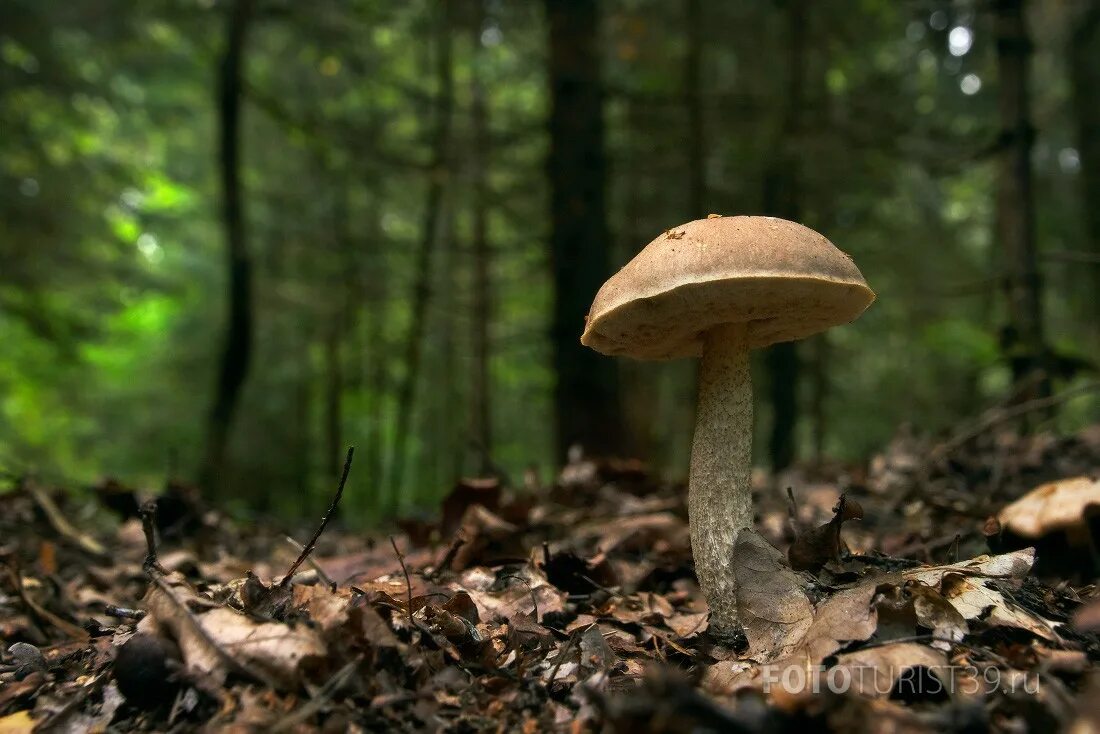 гриб подберезовик симбиоз. подберёзовик обыкновенный. подберёзовик болетовые. подосиновик подберезовик обабок. подберезовик под березой гриб.
