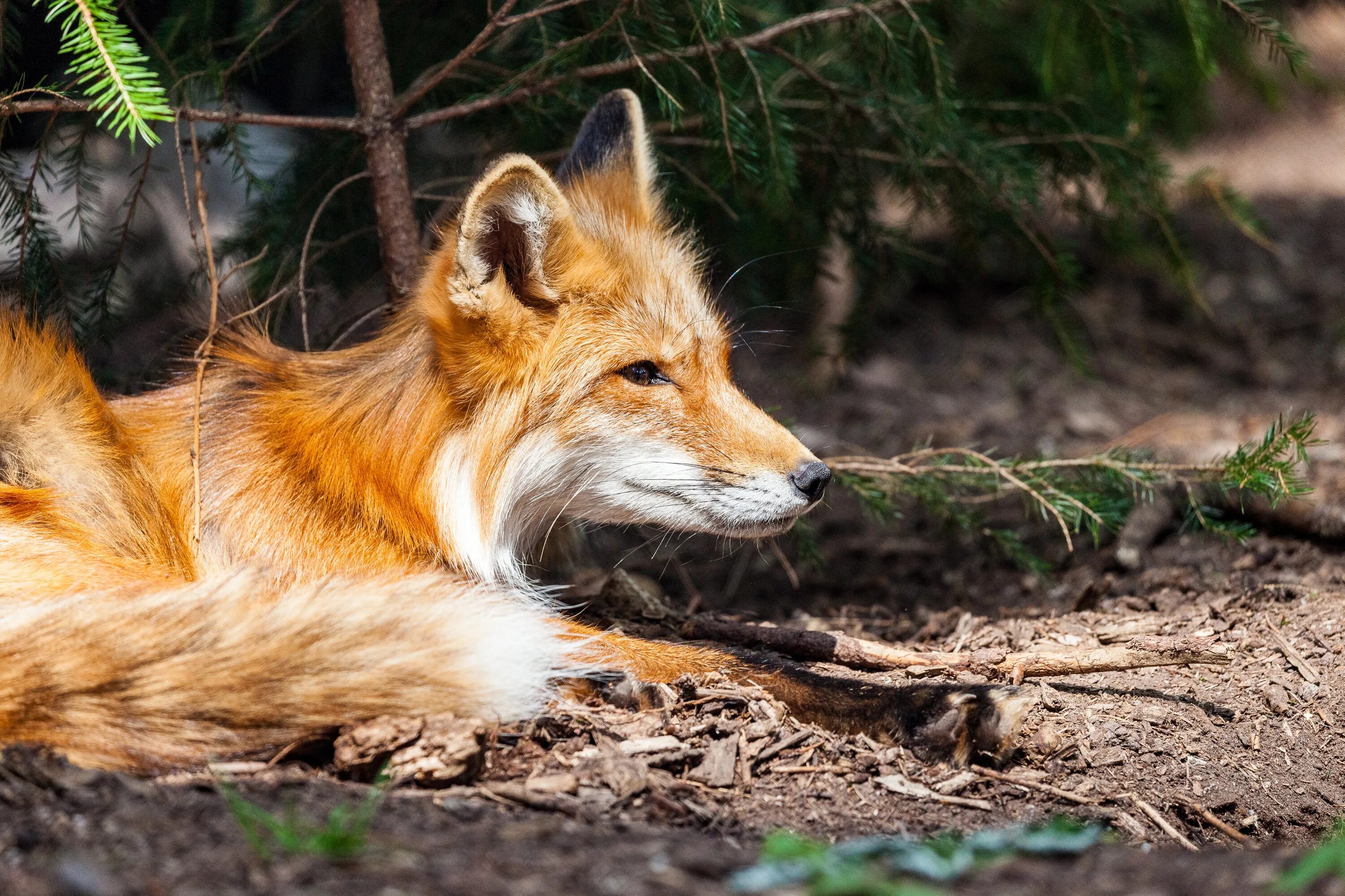 Дикая лиса. Лиса млекопитающее. Лиса Дикая бешеная. Wilder Fuchs лиса. Fox wild