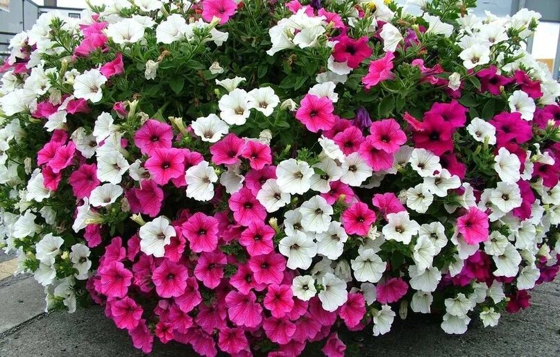 Pin by Katja Miettinen on Petunia. Petunias, Perennials, Plants
