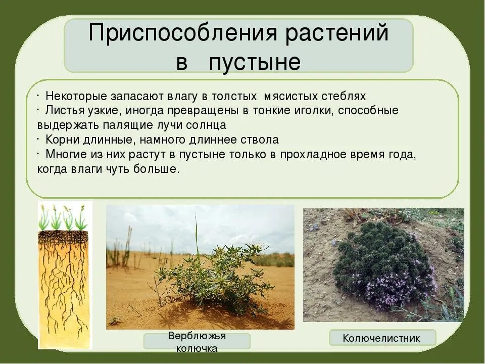 Приспособленность растительных сообществ. Приспособления растений в пустыни и полупустыни.. Приспособление растений к условиям пустыни. Приспособления растительного и животного пустыни. Адаптация растений в пустыне.