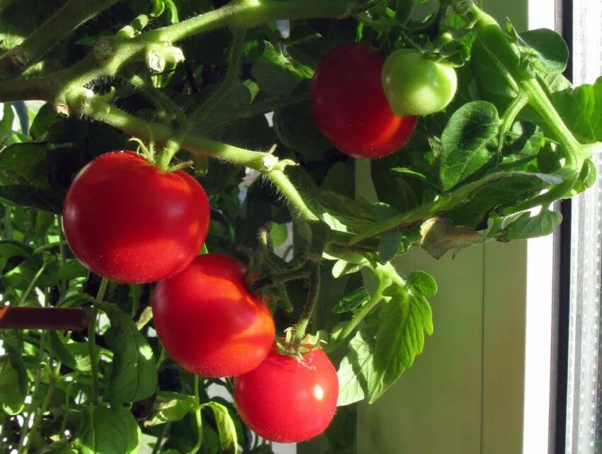 Томаты устойчивые к фитофторе для открытого грунта. Томаты сорт видетта ф-1. Фитофтороустойчивые сорта томатов для открытого грунта. Томат карлсон характеристика и описание. Самые маленькие томаты сорт.