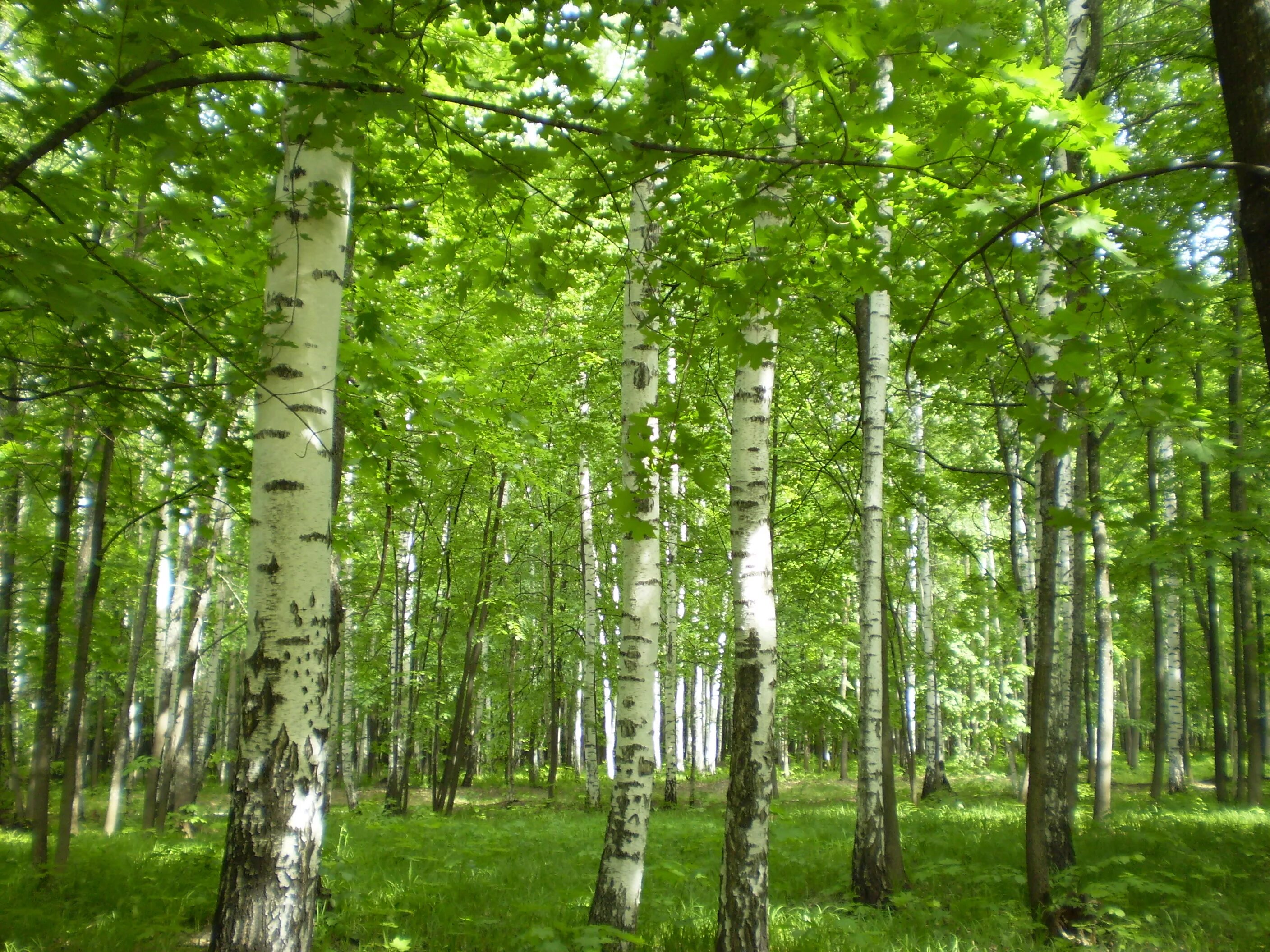 Березовая чаща