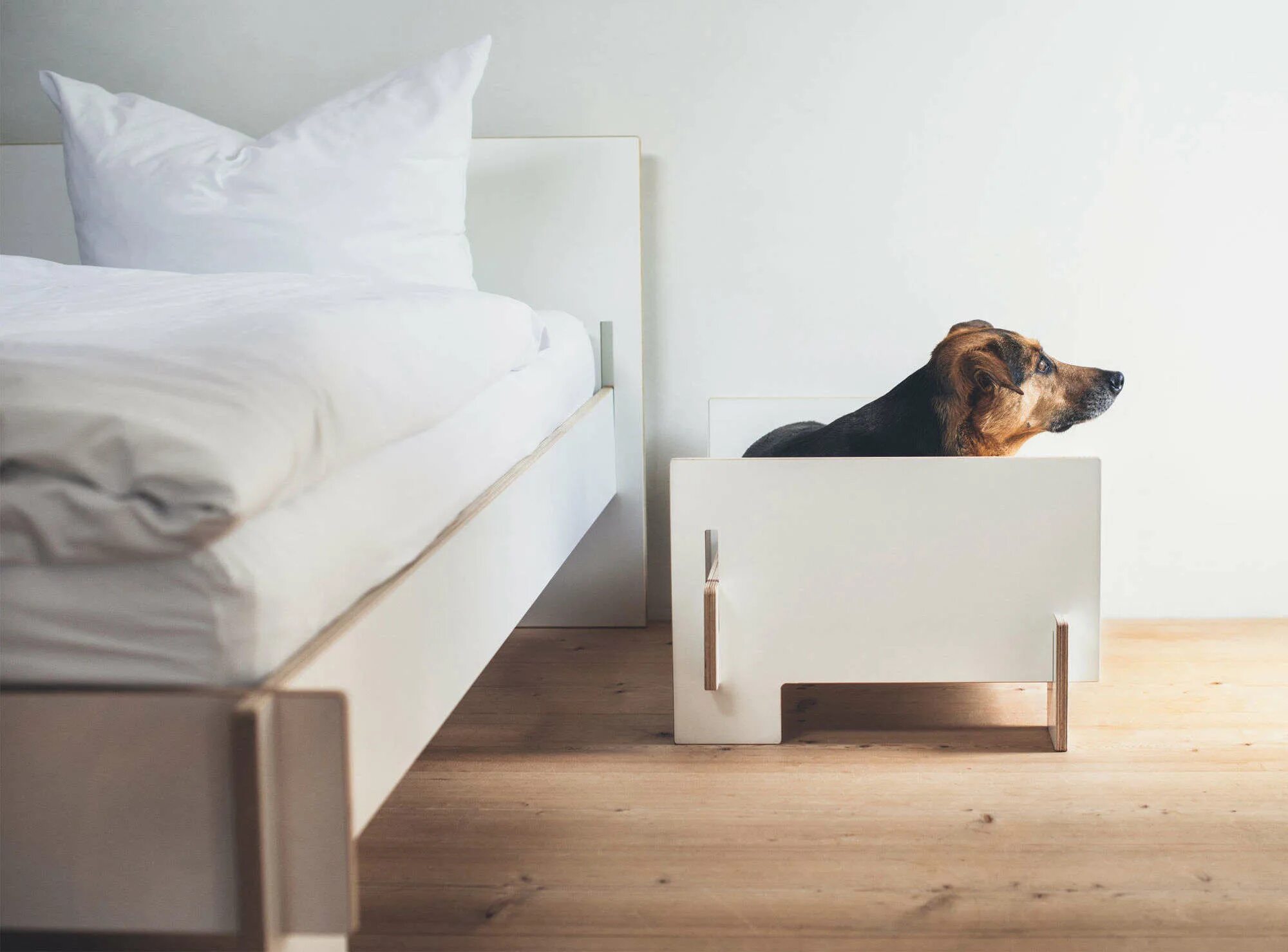 Собачья кровать для человека. Мебель для собак. Мебель для людей и животных. Собака под столом. Уютная кровать с собакой в квартире.