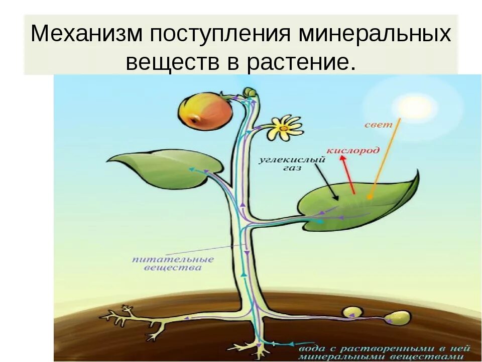 Обмен веществ растений урок. Схема передвижения питательных веществ по растению. Обмен веществ у растений. Питательные вещества для растений. Поступление веществ в растение.