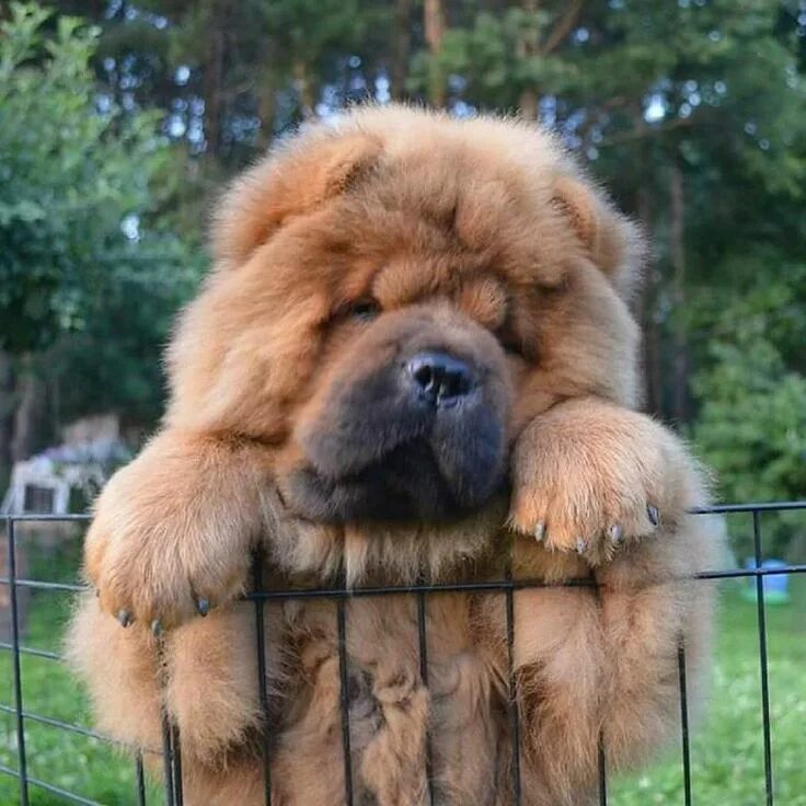 Newfoundland dog, Fluffy dogs, Big dogs
