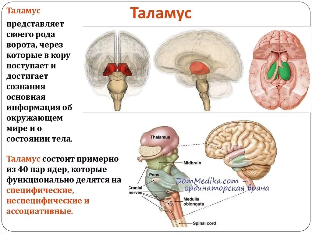 Что такое таламус. Таламус часть промежуточного мозга. Таламус в строении и функции головного мозга. Промежуточный мозг таламус строение. Промежуточный мозг. Структуры строение функции.