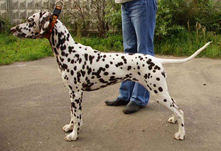 аусси альбинос. австралийская овчарка мраморная. бернский зенненхунд гетерохромия. брак по окрасу. бернский зенненхунд.