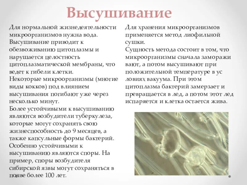 Какая температура ведет к гибели микробов