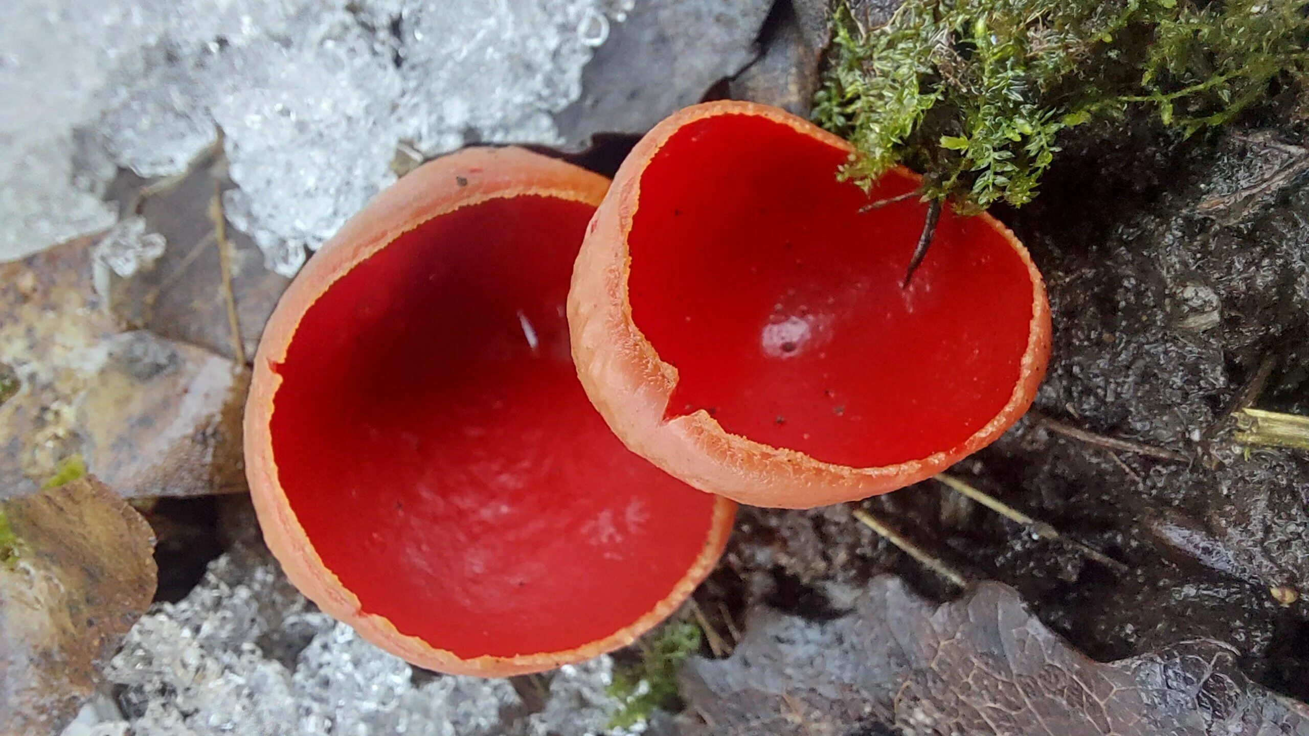 cortinarius-sanguineus В лукошке