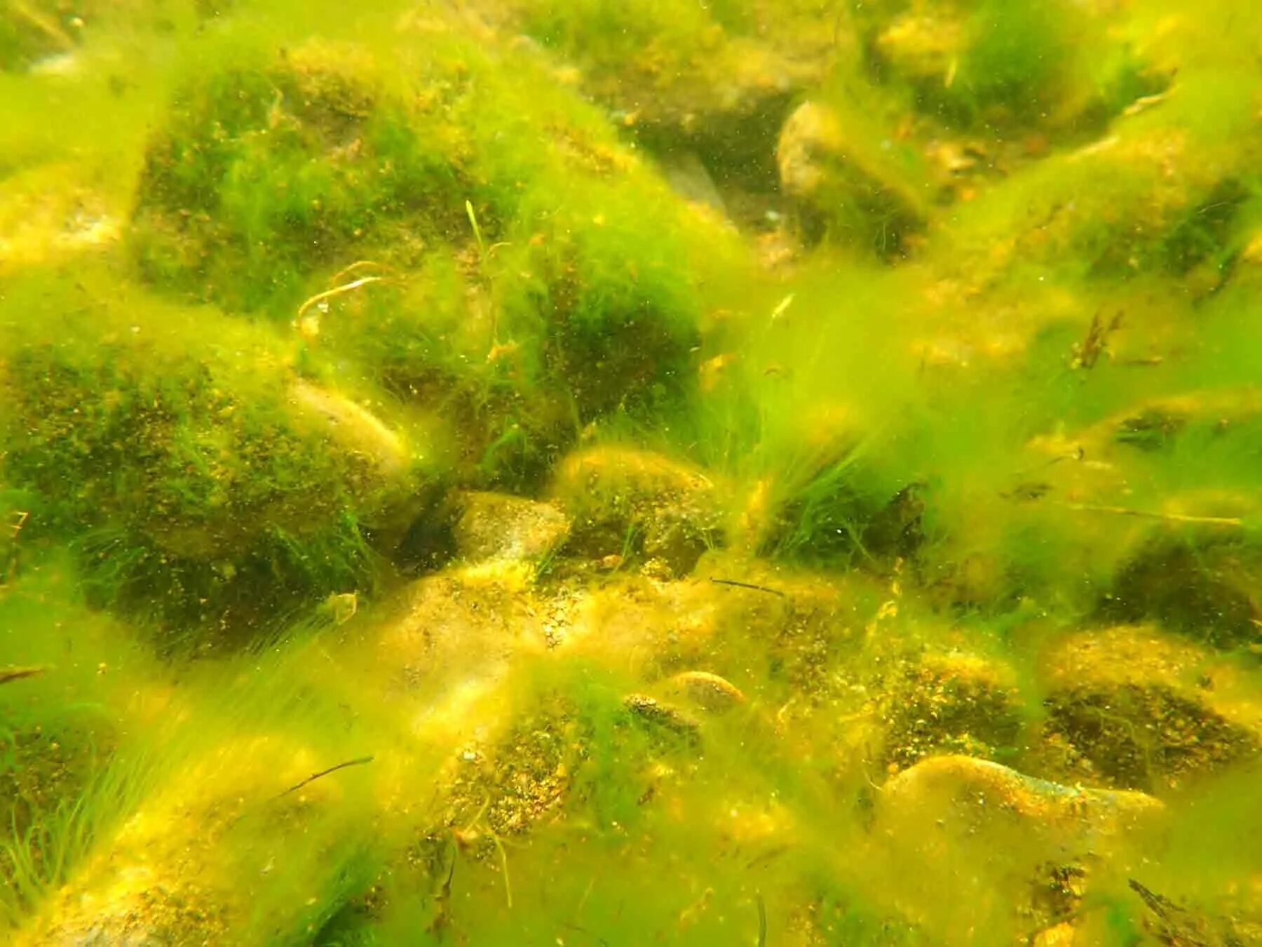 Водоросли осуществляют. Улотрикс водоросль. Ультрикс водоросли. Зеленые водоросли спирогира. Зеленые водоросли улотрикс.