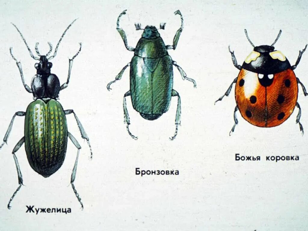 Название 1 жуков. Атлас определитель насекомых Жуков. Жужелица бронзовка. Жуки с названиями. Название Жуков для детей.