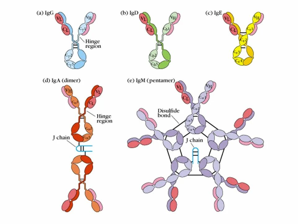 Иммуноглобулин igm igg. IGE иммуноглобулин строение. Молекулярное строение иммуноглобулина g. Антитела иммуноглобулины структура. IGM антитела строение.