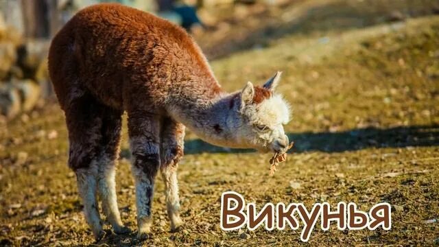 Видео голос животных. Голоса и звуки животных южной америки. голоса и звуки животных северной америки. голоса и звуки животных азии. голоса и звуки диких животных южной америки.