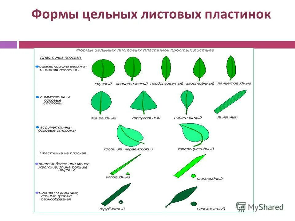 Формы цельных листьев. Формы цельных листьев. Перисто-лопастная форма листа дерева. Формы цельных листьев. Д.