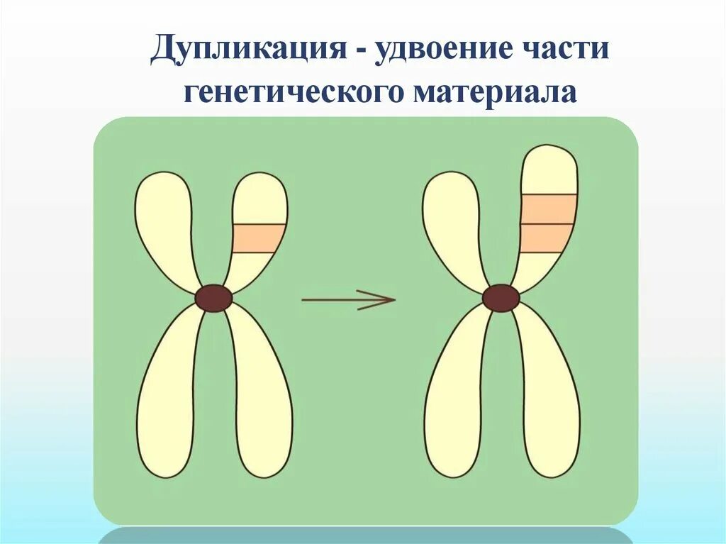 Утрата хромосомы. Дупликация. Делеция хромосомы. Утрата концевой части хромосомы. Удвоение генов в хромосоме