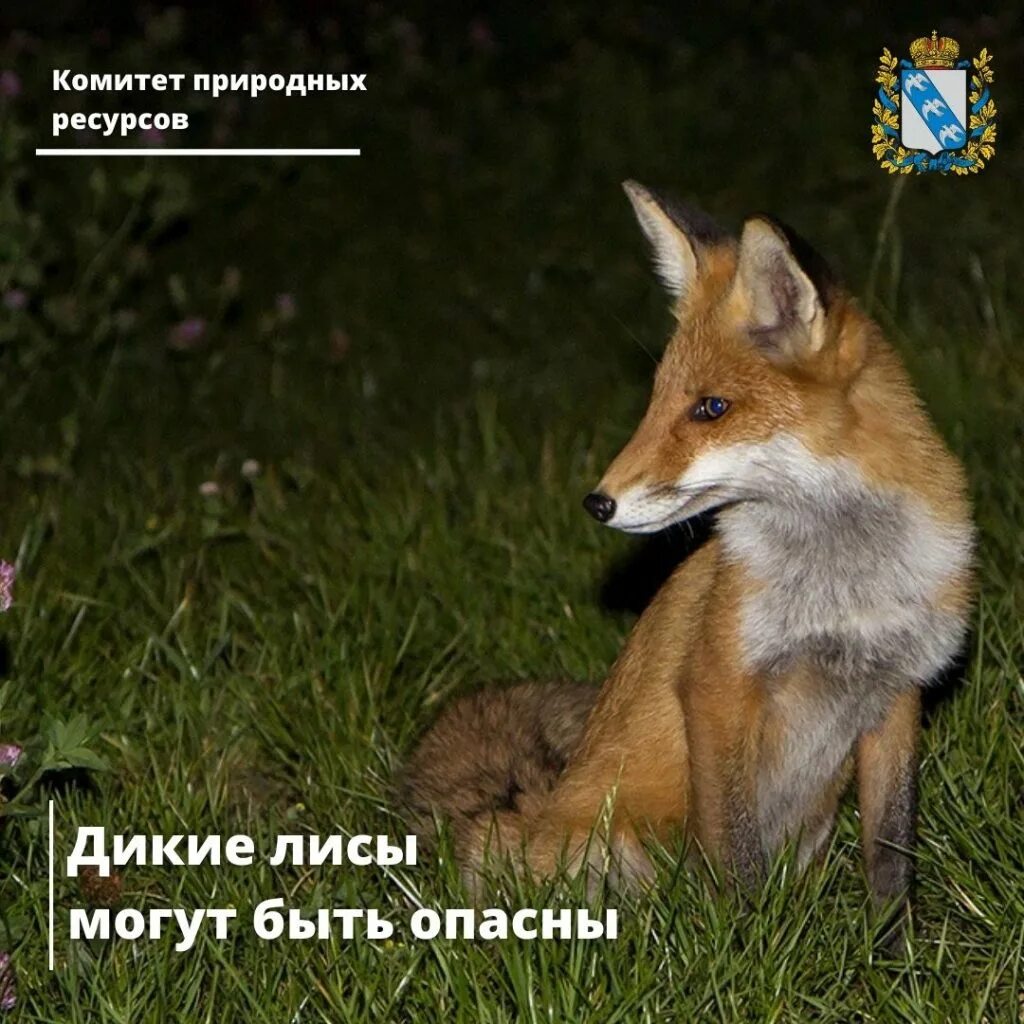 Лис можно есть. Лисица курской области. лиса лисья курск.