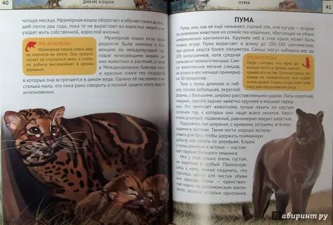 Семейство кошачьих книга